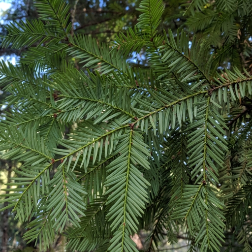 leaves